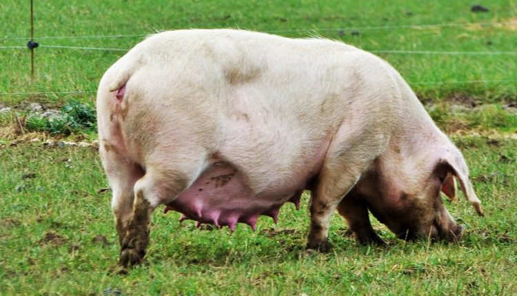 nouveau virus grippal découvert en Chine